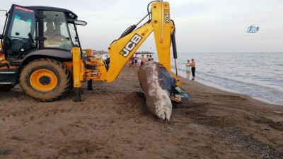 zabita -  Plaja 4 metrelik balina ölüsü vurdu  Videosu