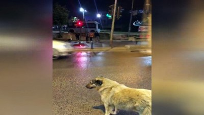 sokak kopegi -  Köpekten kırmızı ışık dersi  Videosu