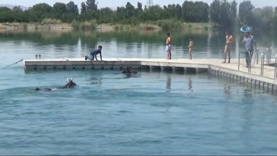  Sıcaktan bunalan atlarını Fırat’ta serinlettiler