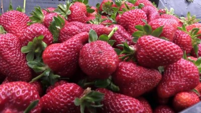 gunes enerjisi - 'Çıtır Çilek' ile dünyaya açılmayı hedefliyor - BATMAN  Videosu