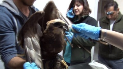 cakal -  Tabiatta bulunan saz delicesinin tedavisine başlandı  Videosu