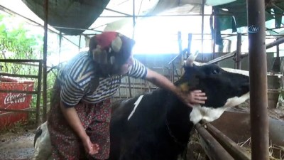 agri kesici -  Antalya’da çift başlı doğan buzağı görenleri hayrete düşürdü  Videosu