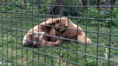  Güreş tutan ayılar renkli görüntülere sahne oldu 