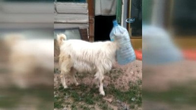 hayvanlar alemi -  İnatçı keçi kafasını damacanaya sıkıştırdı  Videosu
