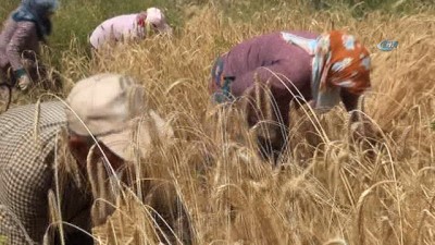  Antalya'da yılın ilk buğday hasadı yapıldı