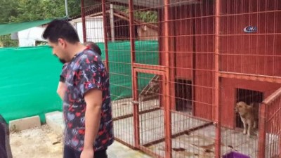  Edirne’de 3 köpek işkence edilerek telef edildi