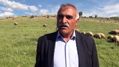 '300 koyun projesi' besiciye can suyu oldu - ŞIRNAK 