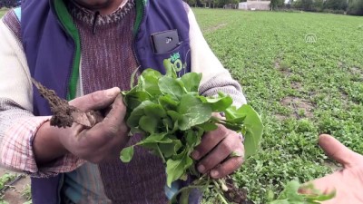 tarim arazisi - Dolu tarım alanlarına zarar verdi - ESKİŞEHİR  Videosu