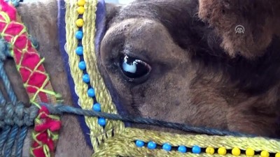 Gözleri görmeyen güreşçi deveye katarakt ameliyatı - AFYONKARAHİSAR 