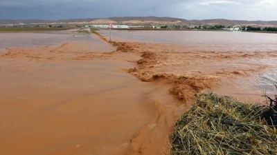 Şanlıurfa'da şiddetli yağış - Taşkın nedeniyle bazı buğday ve pamuk tarlaları sular altına kaldı - ŞANLIURFA