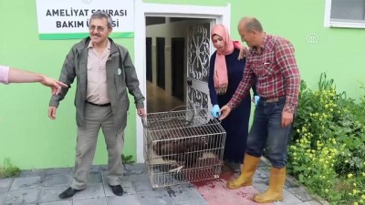 dogal yasam alani - Yaralı kara akbaba bulundu - BOLU  Videosu