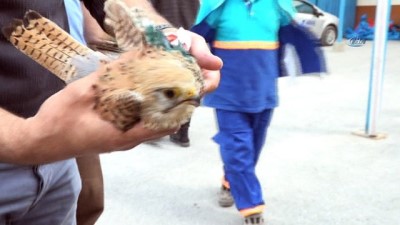 bulduk -  Arnavutköy'de yaralı şahinin yardımına belediye ekipleri koştu  Videosu