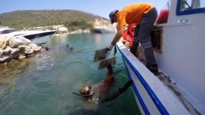 ogretmen -  Bodrum koylarında deniz dibi temizliği sürüyor Videosu