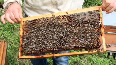 salda - Genç çiftçiler hayallerine devlet desteğiyle kavuşuyor - GİRESUN  Videosu