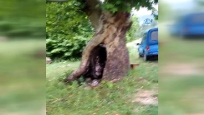 yildirim dusmesi -  Yağmurda sığındığı ağaç kovuğunda yıldırım düşmesi sonucu öldü  Videosu