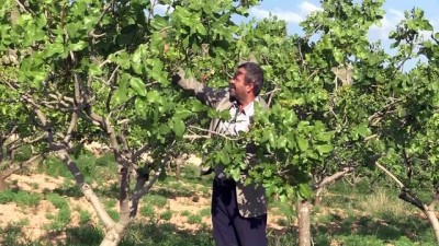 Devlet desteğiyle 'fıstık' gibi yatırım - SİİRT 