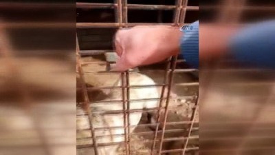  Kafesten çıkmak isterken kafasını sıkıştıran Kangal telef oldu 