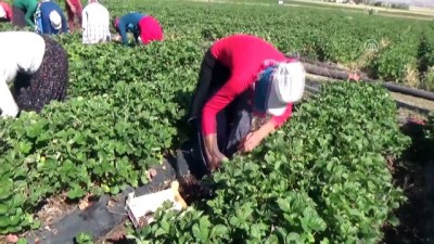 mevsimlik isci - Mevsimlik işçiydi çilek üreticisi oldu - AKSARAY  Videosu