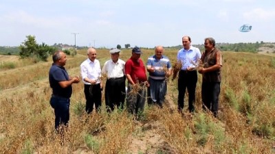 kirac -  Adana’da nohut ekim alanları arttı Videosu