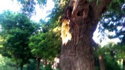 kasko - Seyir halindeki otomobillerin üzerine ağaç devrildi - MANİSA Videosu
