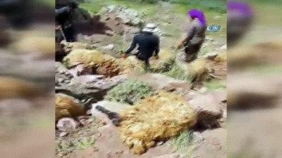 jandarma -  Van'ın ardından Bitlis'te de koyun intiharı...200 koyun uçurumdan atlayarak telef oldu  Videosu