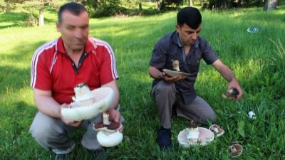 yagmurlu -  Tepsi büyüklüğünde kültür mantarı  Videosu