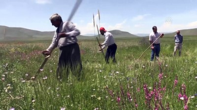 yogun mesai - Tırpancıların zorlu mesaisi - MUŞ  Videosu