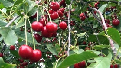 hastalik -  Kiraz ve vişneler dallarında çürüyor Videosu