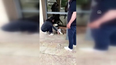 hastane bahcesi - Yaralı köpek hastaneye polis aracıyla yetiştirildi - KARS Videosu