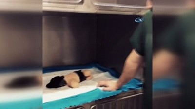 agir yarali -  4 ayağı kesilen köpek öldü  Videosu