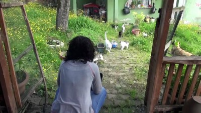 sokak kedisi - 'Can dostları'na gözü gibi bakıyor - ZONGULDAK  Videosu