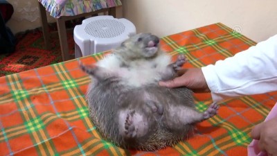 hayvan sevgisi - Meryem teyzenin 'dikenli' misafirleri (1) - İSTANBUL  Videosu