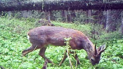 koordinat - Fotokapan görüntüleri yaban hayatına ışık tutacak - KASTAMONU  Videosu