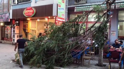 kahvehane -  Iğdır'da fırtına ağacın dallarını kırdı Videosu