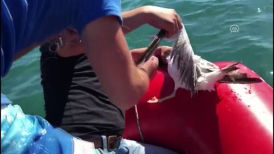 vatandaslik - Misinaya dolanan martıya botlu kurtarma - ZONGULDAK  Videosu