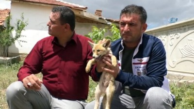 cenin -  Yaralı yavru tilkiyi evinin bahçesinde bebek gibi besliyor  Videosu