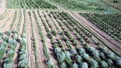 karaagac -  Atatürk Orman Çiftliği’ne 2,1 milyon adet fidan dikildi...Atatürk Orman Çiftliği havadan görüntülendi  Videosu