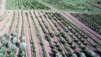 karaagac - Atatürk Orman Çiftliği'ne 2,1 milyon fidan - ANKARA  Videosu