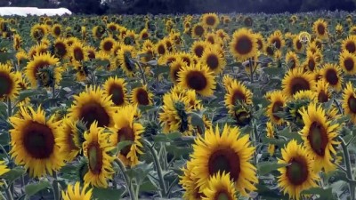 sili - 'Doğanın sarı gelini' çiçek açıyor - KIRKLARELİ  Videosu