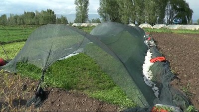 siddetli ruzgar -  Erzurum'da dolu yağışı seraları vurdu  Videosu