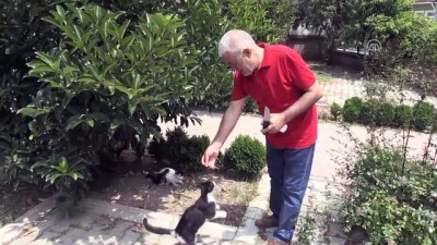 yavru kedi - Gazeteciler Cemiyeti'nin kedi konukları - BALIKESİR  Videosu