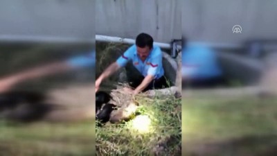 rogar kapagi - Kanalizasyona düşen yavru köpekler kurtarıldı - ESKİŞEHİR  Videosu