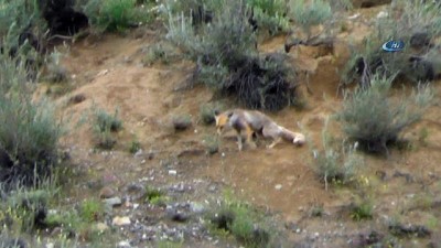 helal -  Tilki ailesi ilgi odağı haline geldi  Videosu