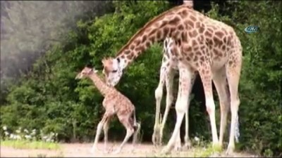 hayvanat bahcesi -  - Yeni Doğan Zürafanın Ayağa Kalkma Savaşı  Videosu