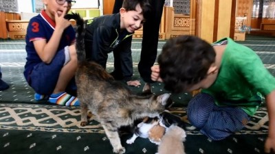 minber -  Camide yavrulayan kediye cemaat sahip çıktı  Videosu