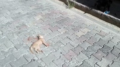yavru kedi -  Can çekişen yavru kedinin başından bir an olsun ayrılmadı  Videosu