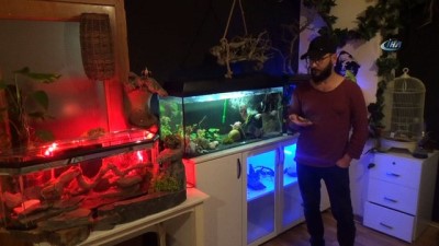 hayvan sevgisi -  Kimsenin yanına yaklaşamadığı vahşi hayvanları ofisinde besliyor  Videosu