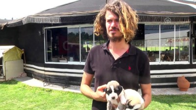 hayvan sevgisi - İş yerinin bahçesinde 22 köpeğe bakıyor - BİLECİK  Videosu