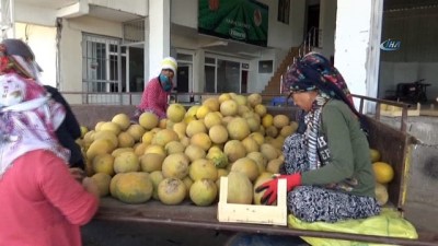 haziran ayi -  Aromasıyla meşhur Kırıkhan kavununun hasadı başladı  Videosu