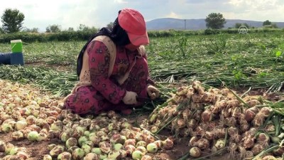 mevsimlik isci - Kuru soğan fiyatındaki artış - AMASYA Videosu
